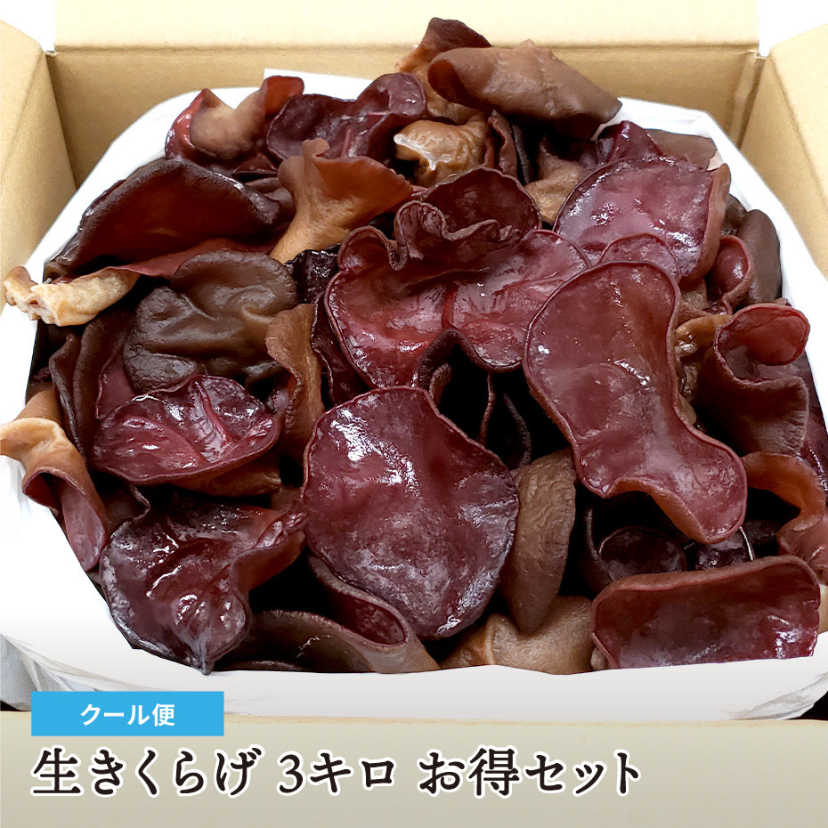 【大容量・業務用】生きくらげ 3キロ たっぷりお得セット